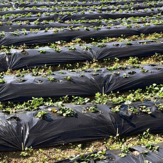 6.5 x 330/4 x 250/6 x 300 Feet Weed Barrier Landscape Fabric-6 ft - Color: Black - Size: 6 ft - Image 3